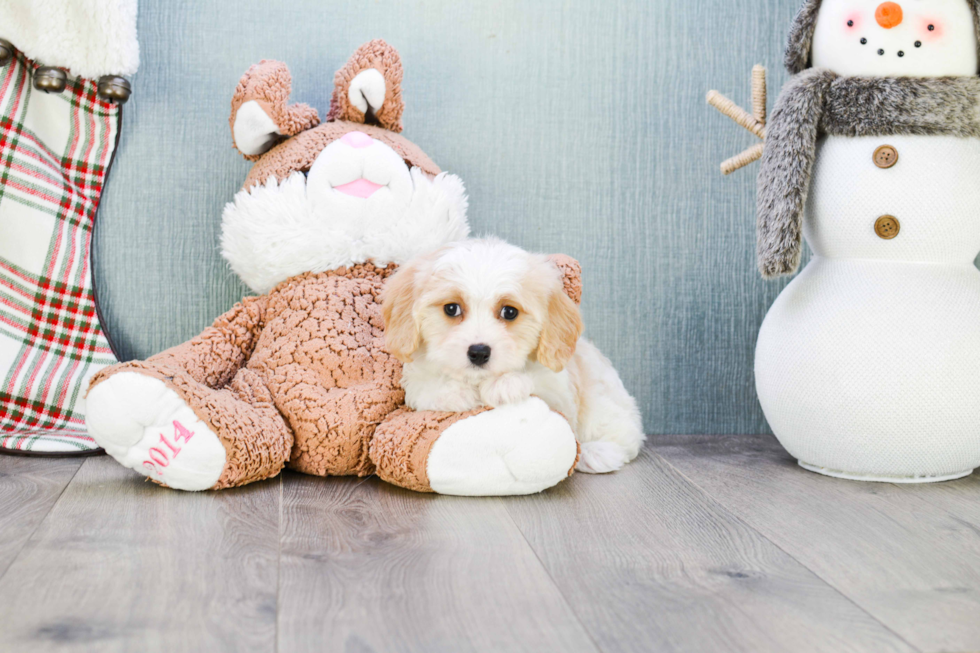 Best Cavachon Baby