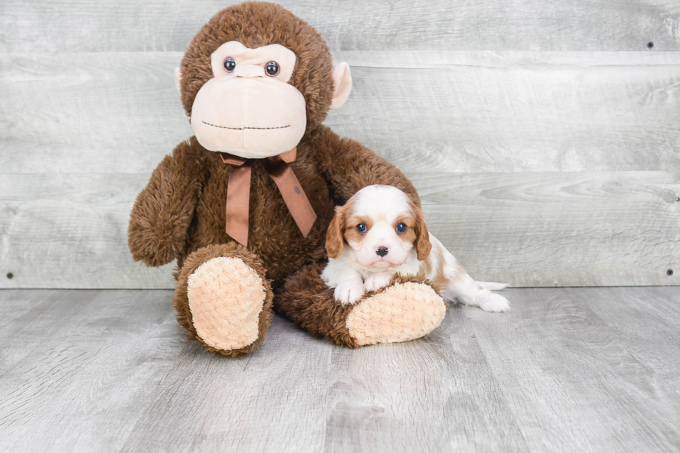 Akc Registered Cavalier King Charles Spaniel Baby