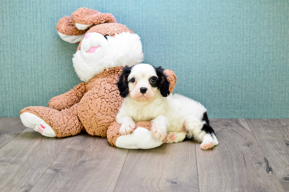 Cavalier King Charles Spaniel Pup Being Cute