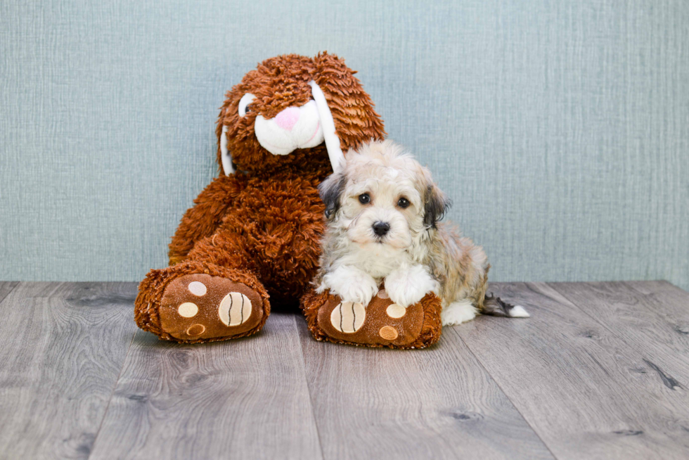 Hypoallergenic Havanese Baby