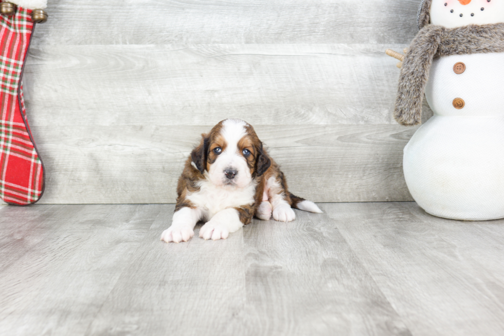 Petite Mini Bernedoodle Poodle Mix Pup