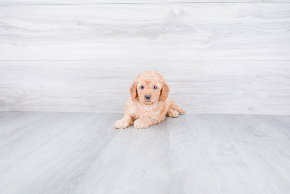 Best Mini Goldendoodle Baby