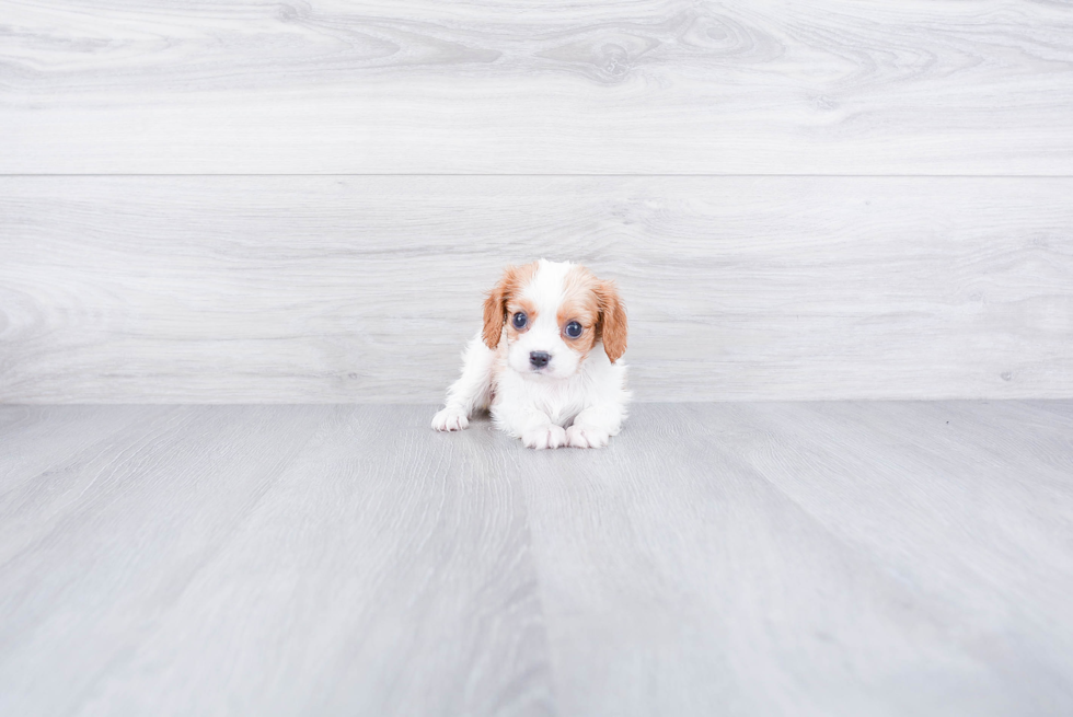 Hypoallergenic Cavalier King Charles Spaniel Baby