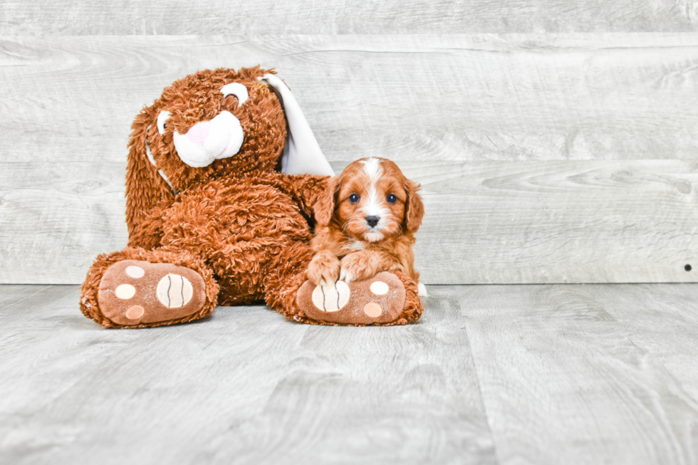 Cavapoo Pup Being Cute