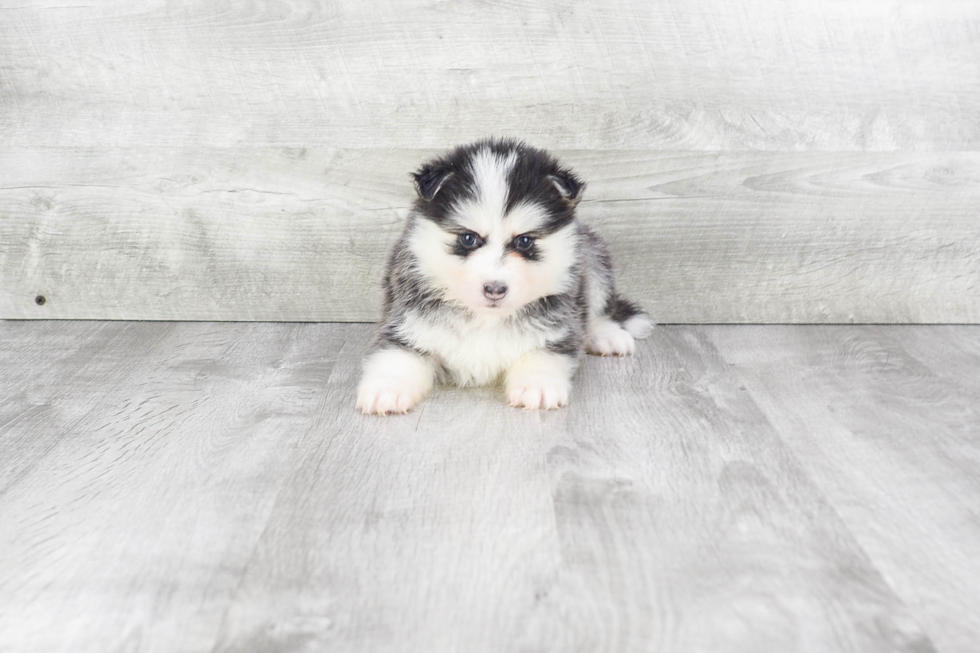 Playful Mini Husky Designer Puppy