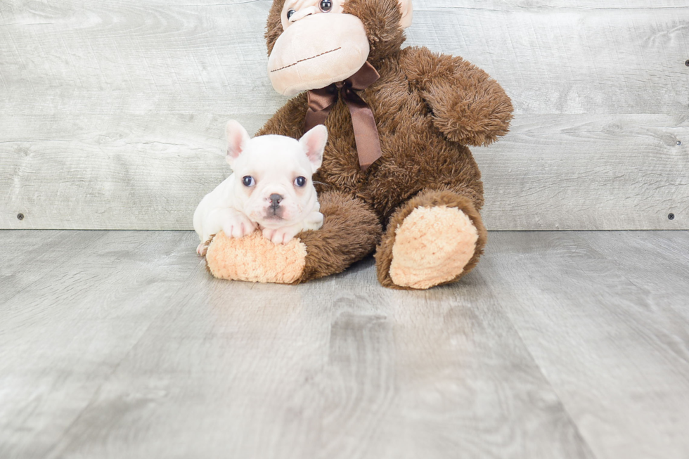 Petite Frenchie Purebred Puppy