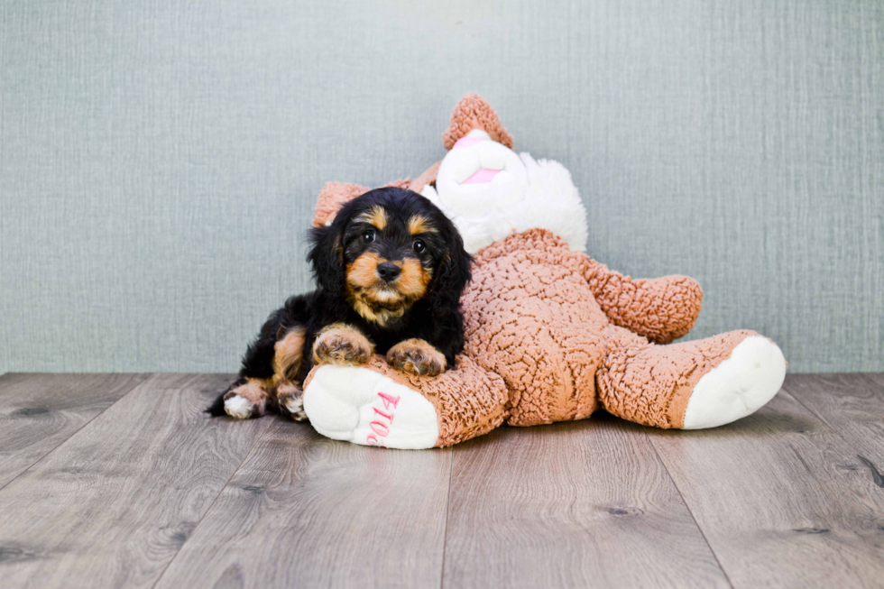 Cavapoo Pup Being Cute