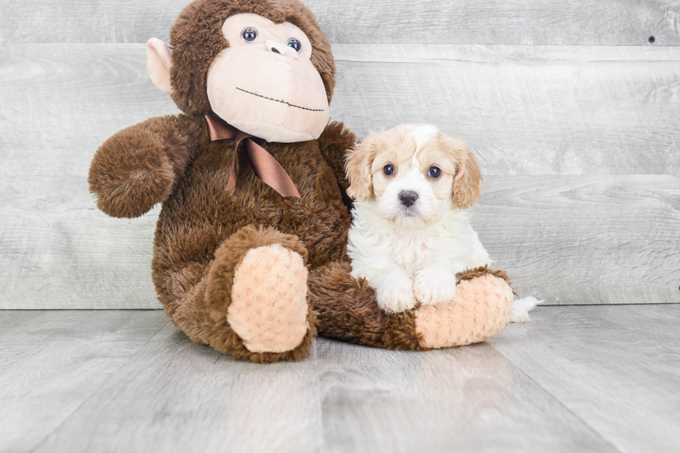 Best Cavachon Baby