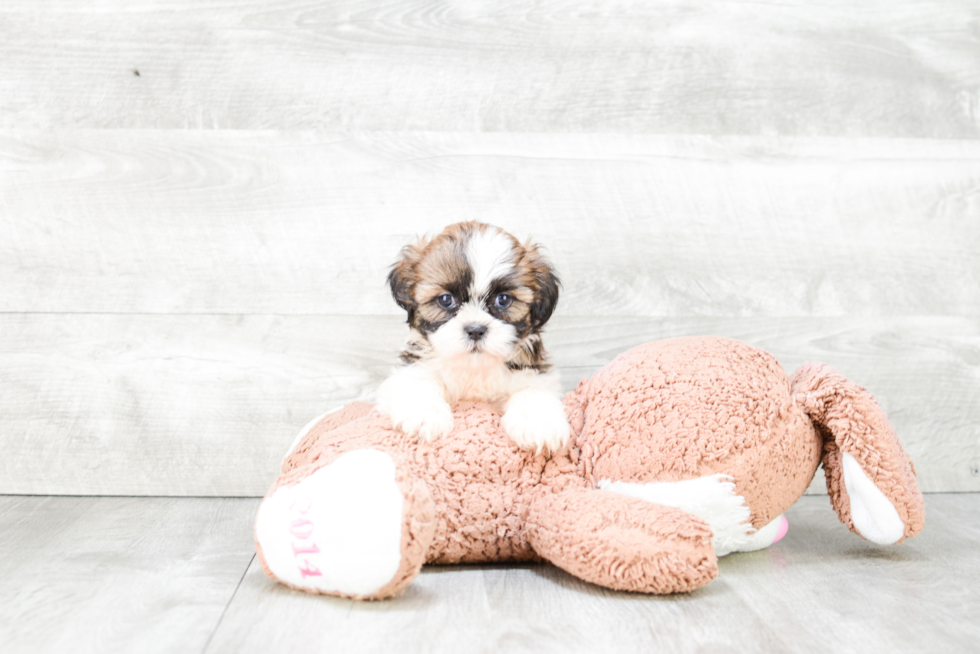 Happy Teddy Bear Baby