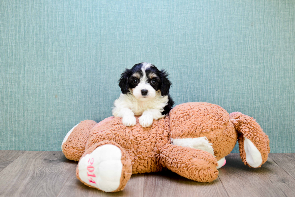 Cavachon Pup Being Cute