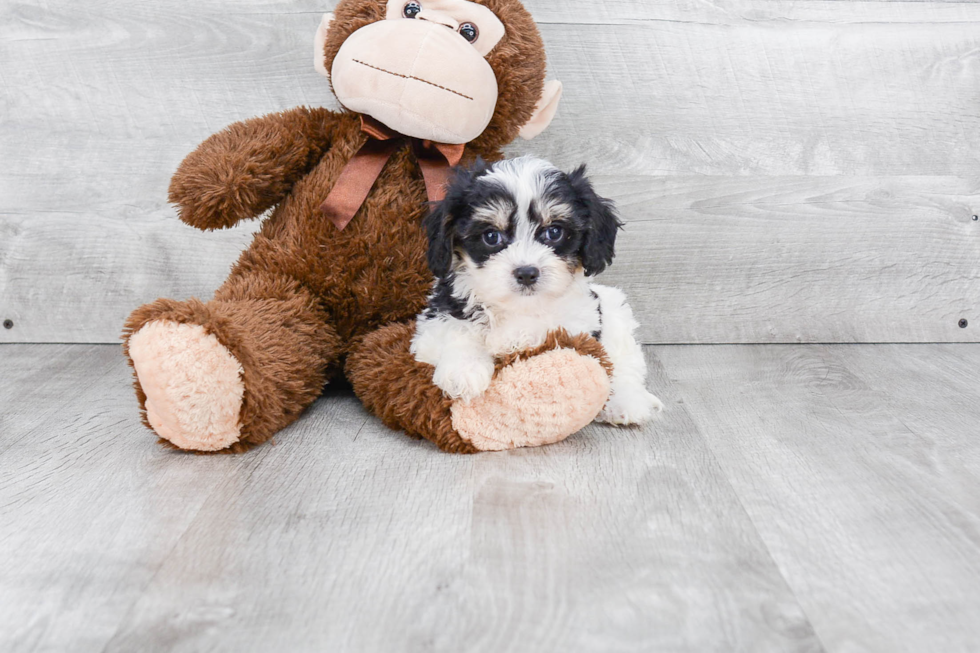 Best Cavachon Baby