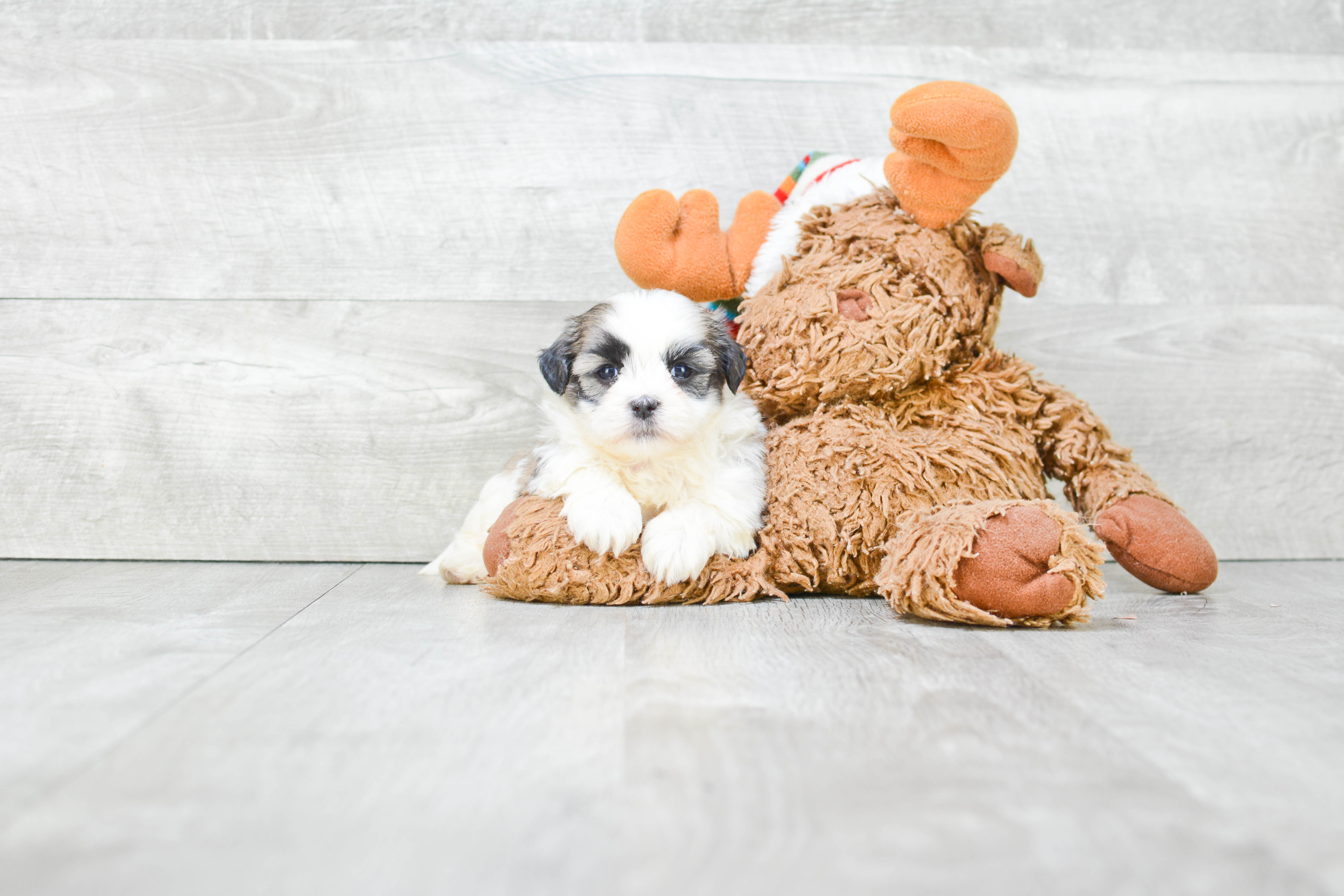 Teddy Bear Puppy for Adoption