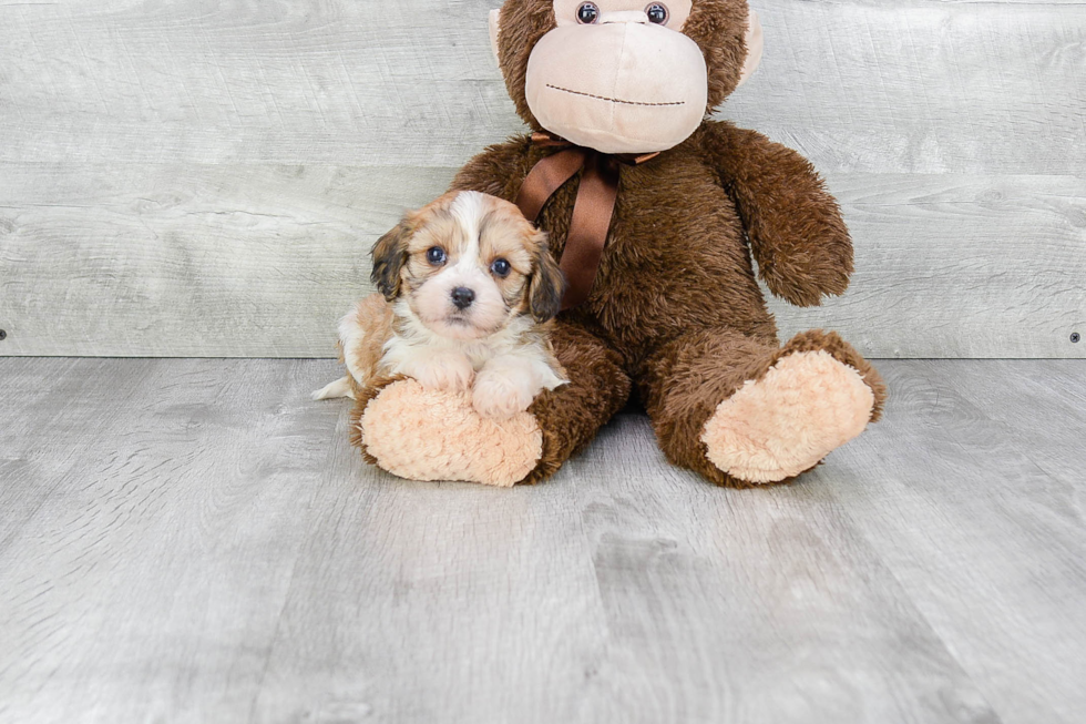 Cavachon Pup Being Cute