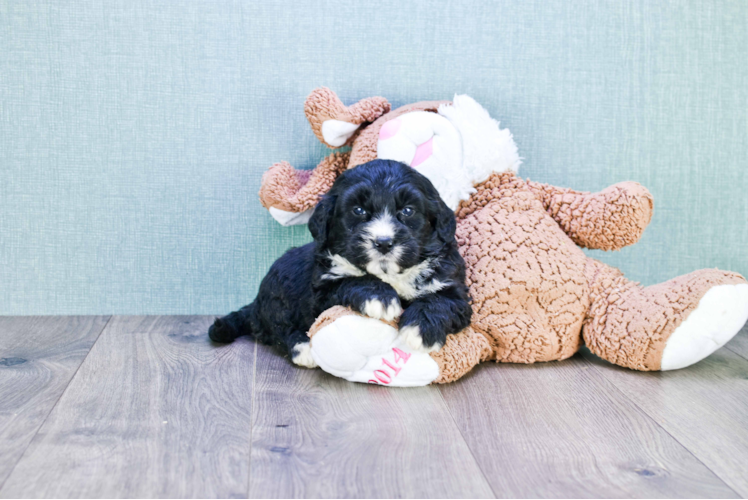 Hypoallergenic Mini Berniedoodle Poodle Mix Puppy