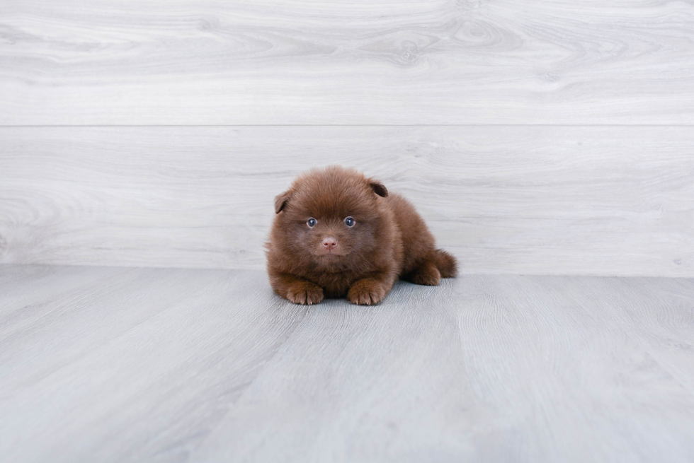 Pomeranian Pup Being Cute