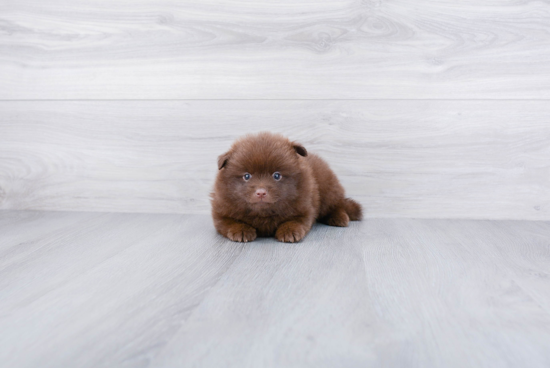 Pomeranian Pup Being Cute