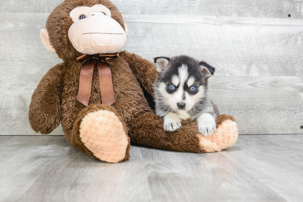 Funny Pomsky Designer Pup