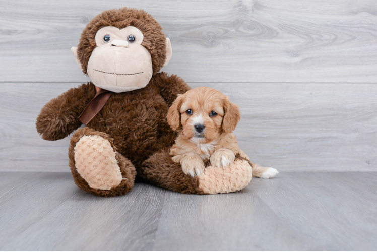 Fluffy Cavapoo Poodle Mix Pup