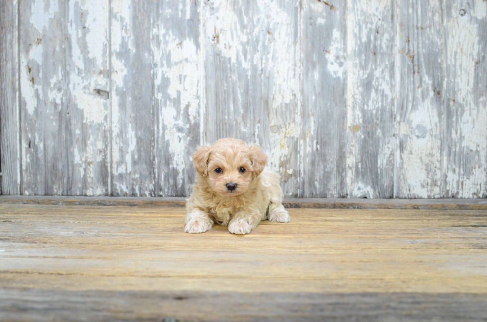 Maltipoo Pup Being Cute