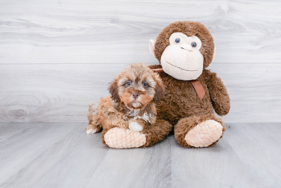 Petite Mini Labradoodle Poodle Mix Pup