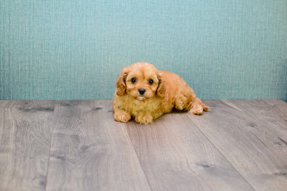 Fluffy Cavapoo Poodle Mix Pup