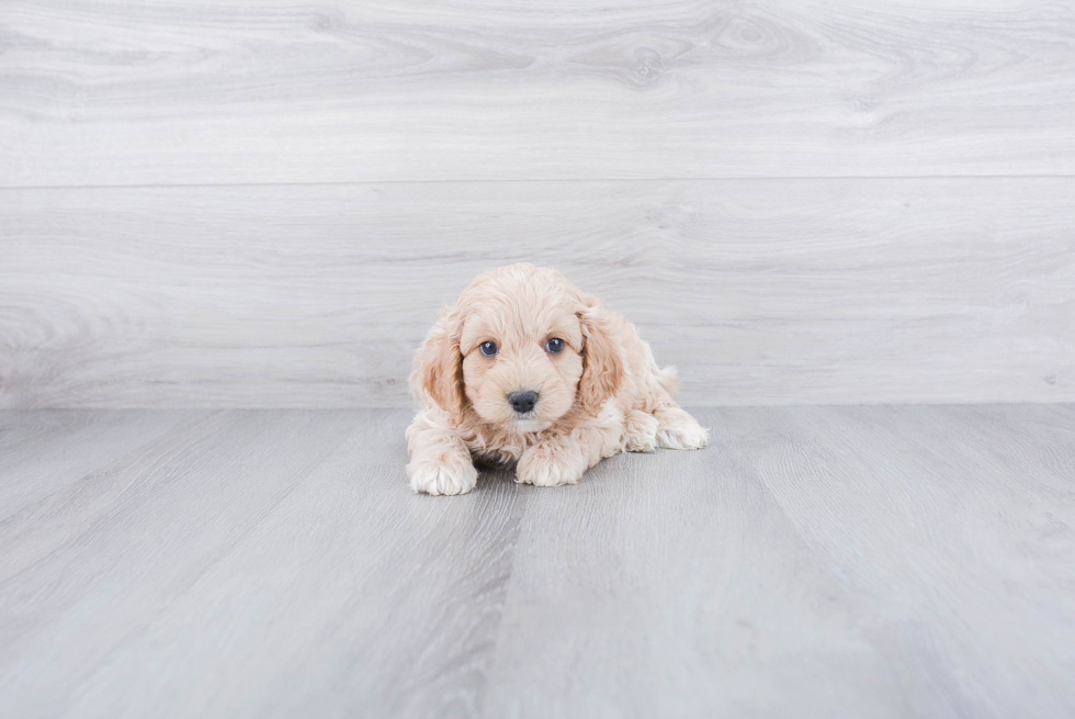 Cockapoo Puppy for Adoption