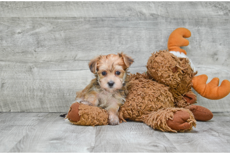 Energetic Yorkie Designer Puppy