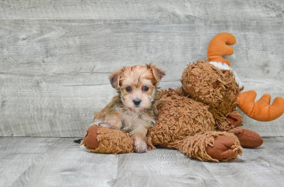 Energetic Yorkie Designer Puppy