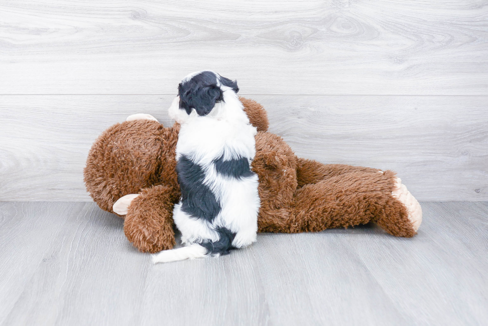 Little Havanese Purebred Pup