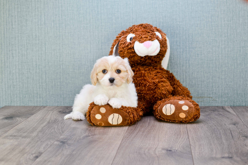 Hypoallergenic Cavalier Designer Puppy