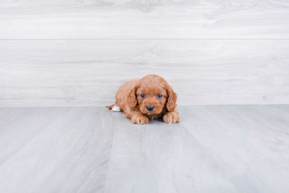 Cavapoo Puppy for Adoption