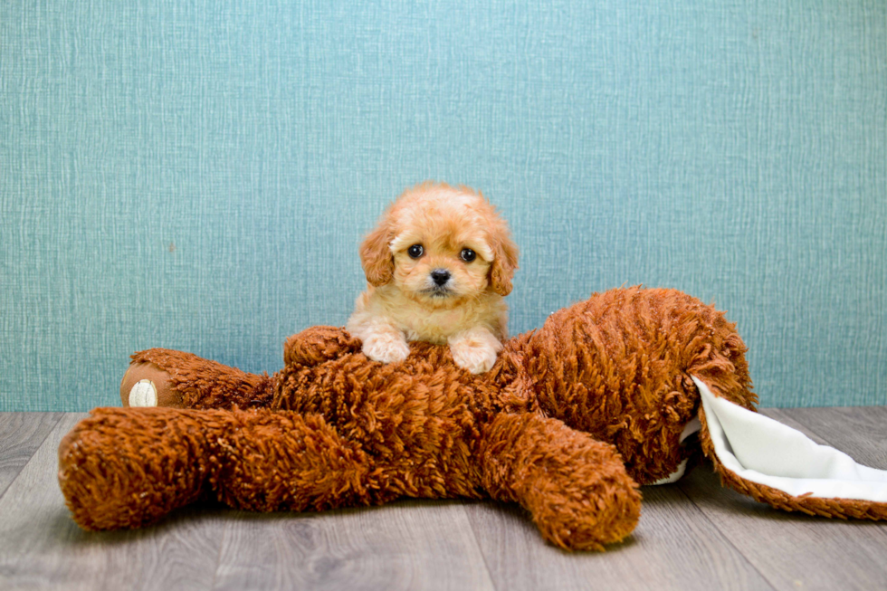 Friendly Cavapoo Baby