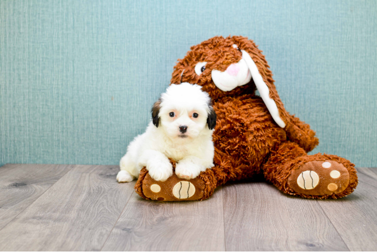 Sweet Teddy Bear Baby