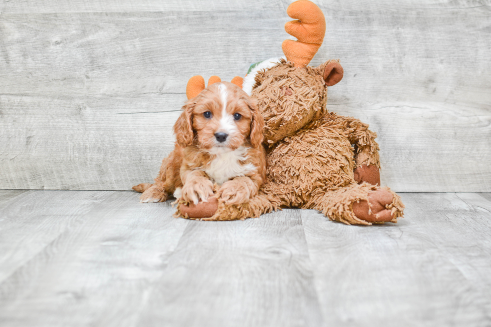 Best Cavapoo Baby