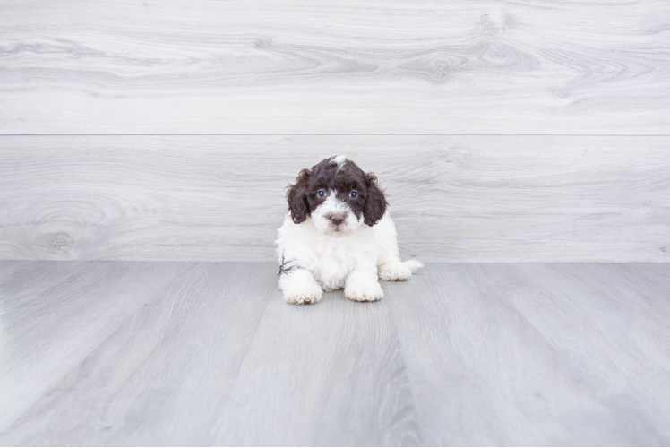 Mini Labradoodle Pup Being Cute