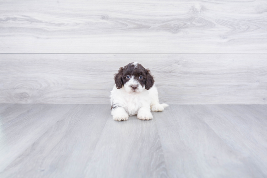 Mini Labradoodle Pup Being Cute