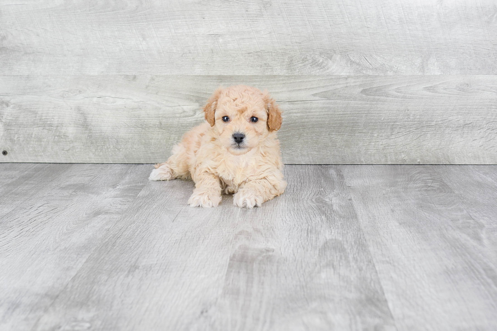 Funny Maltipoo Poodle Mix Pup