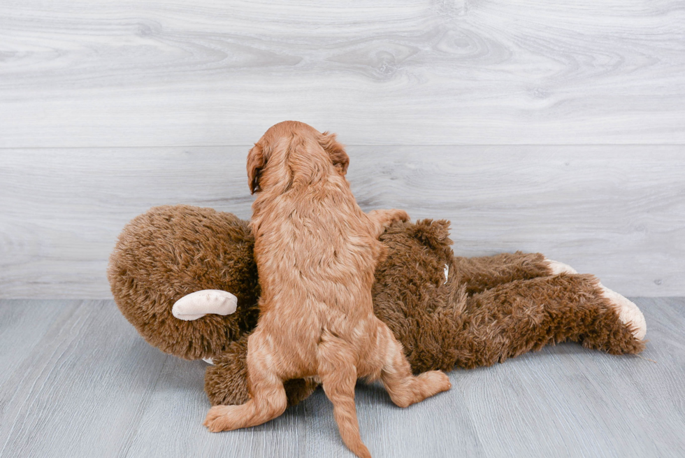 Adorable Cavoodle Poodle Mix Puppy