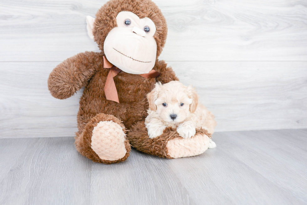 Maltipoo Pup Being Cute