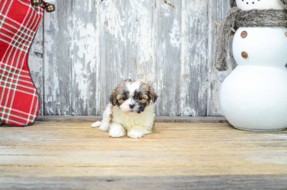 Energetic Shichon Designer Puppy