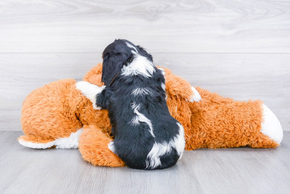 Best Cavalier King Charles Spaniel Baby