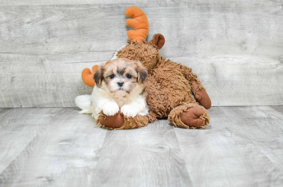 Playful Shichon Designer Puppy