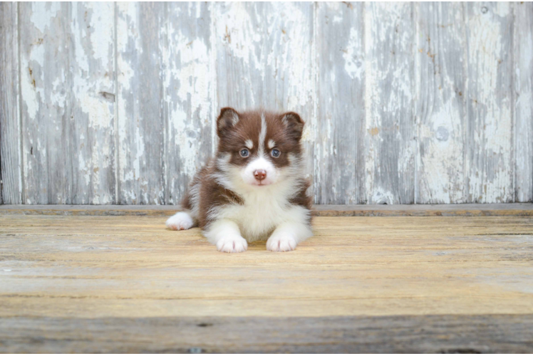 Fluffy Pomsky Designer Pup