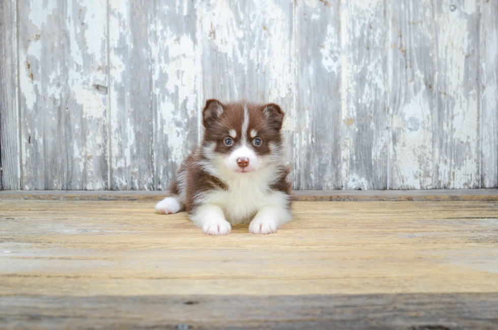 Fluffy Pomsky Designer Pup