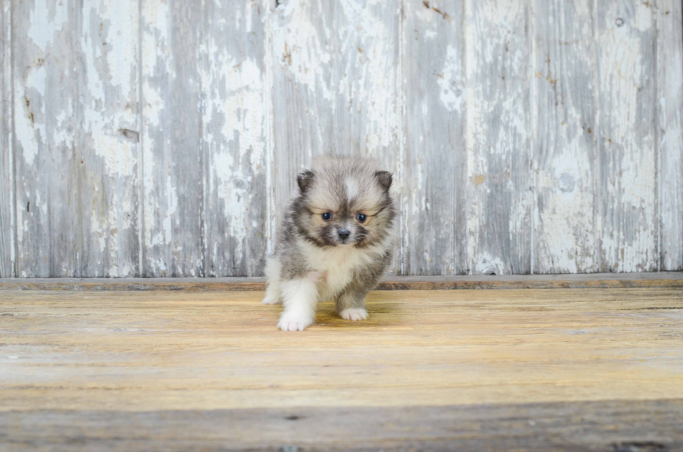 Pomeranian Puppy for Adoption