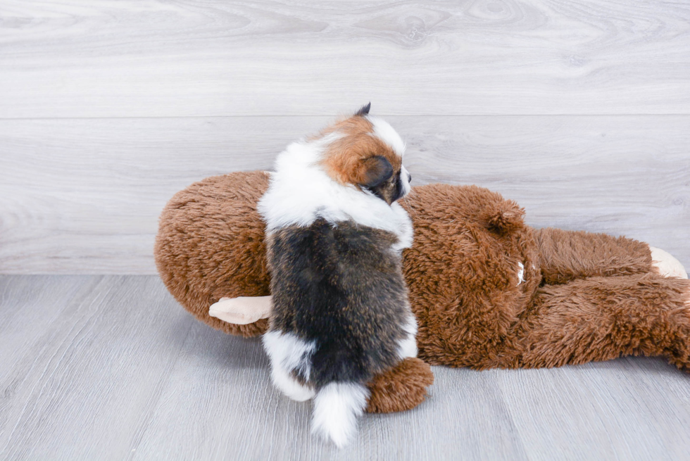 Happy Pomeranian Purebred Puppy