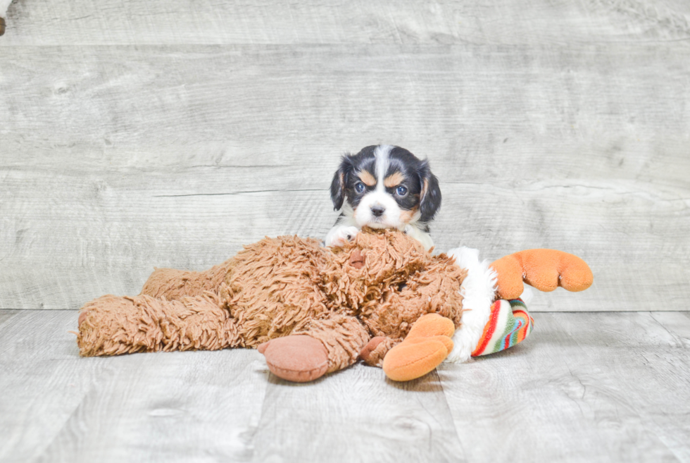 Friendly Cavalier King Charles Spaniel Baby