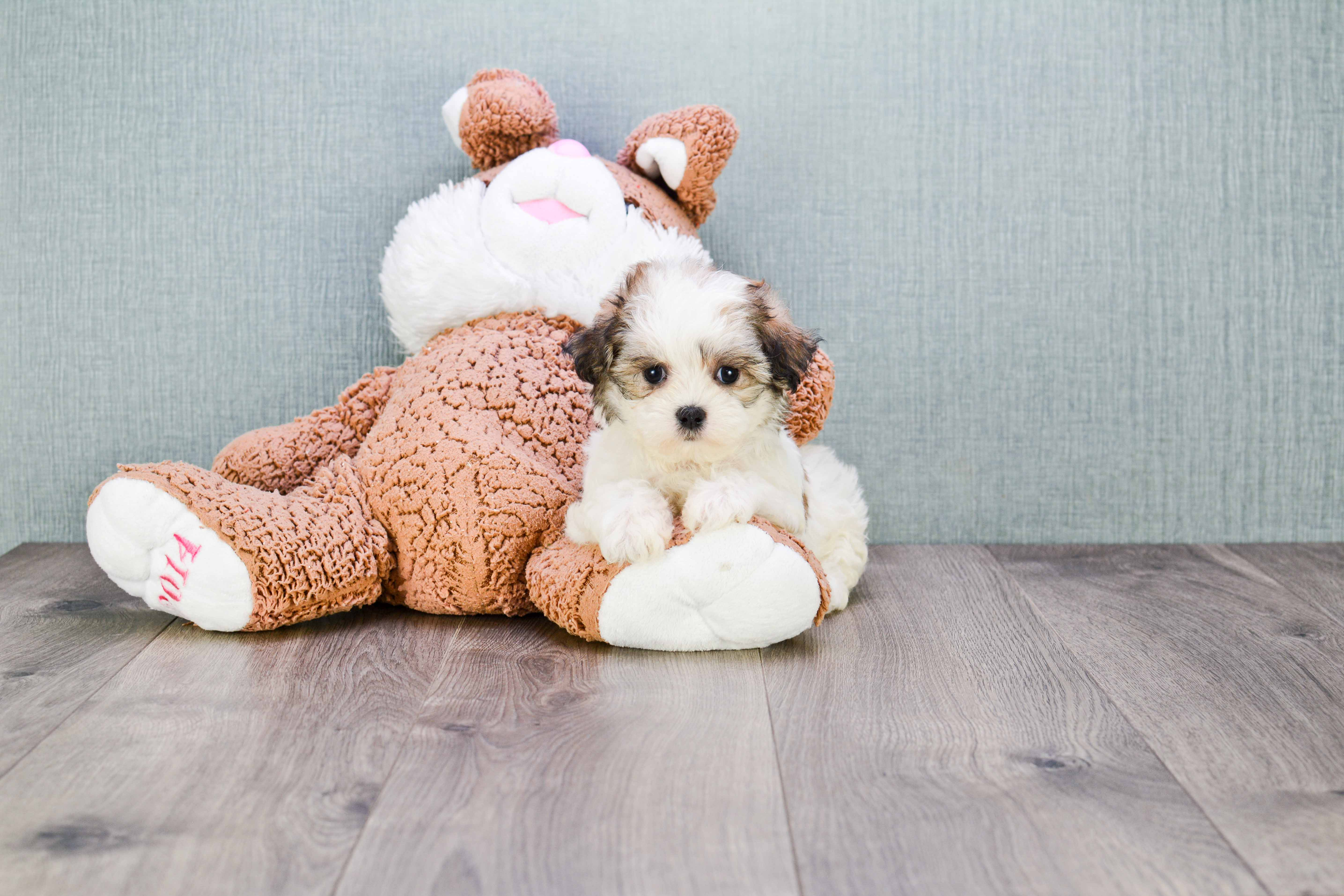 Teddy Bear Pup Being Cute