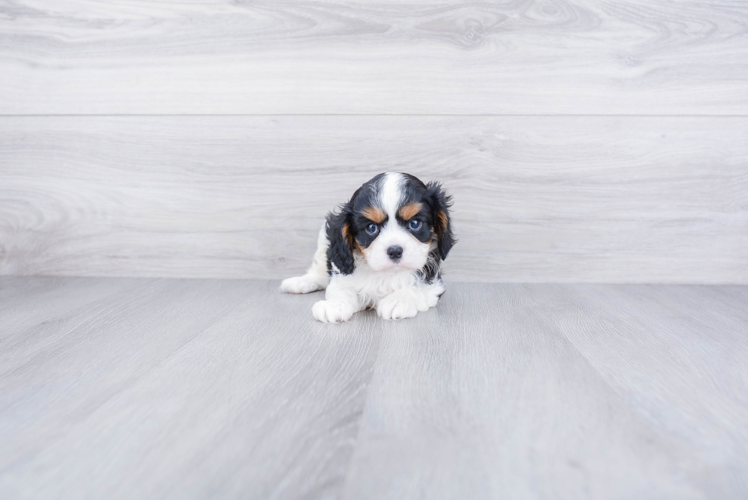 Cavalier King Charles Spaniel Pup Being Cute