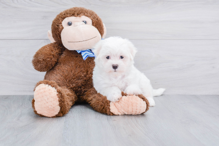 Small Maltese Baby